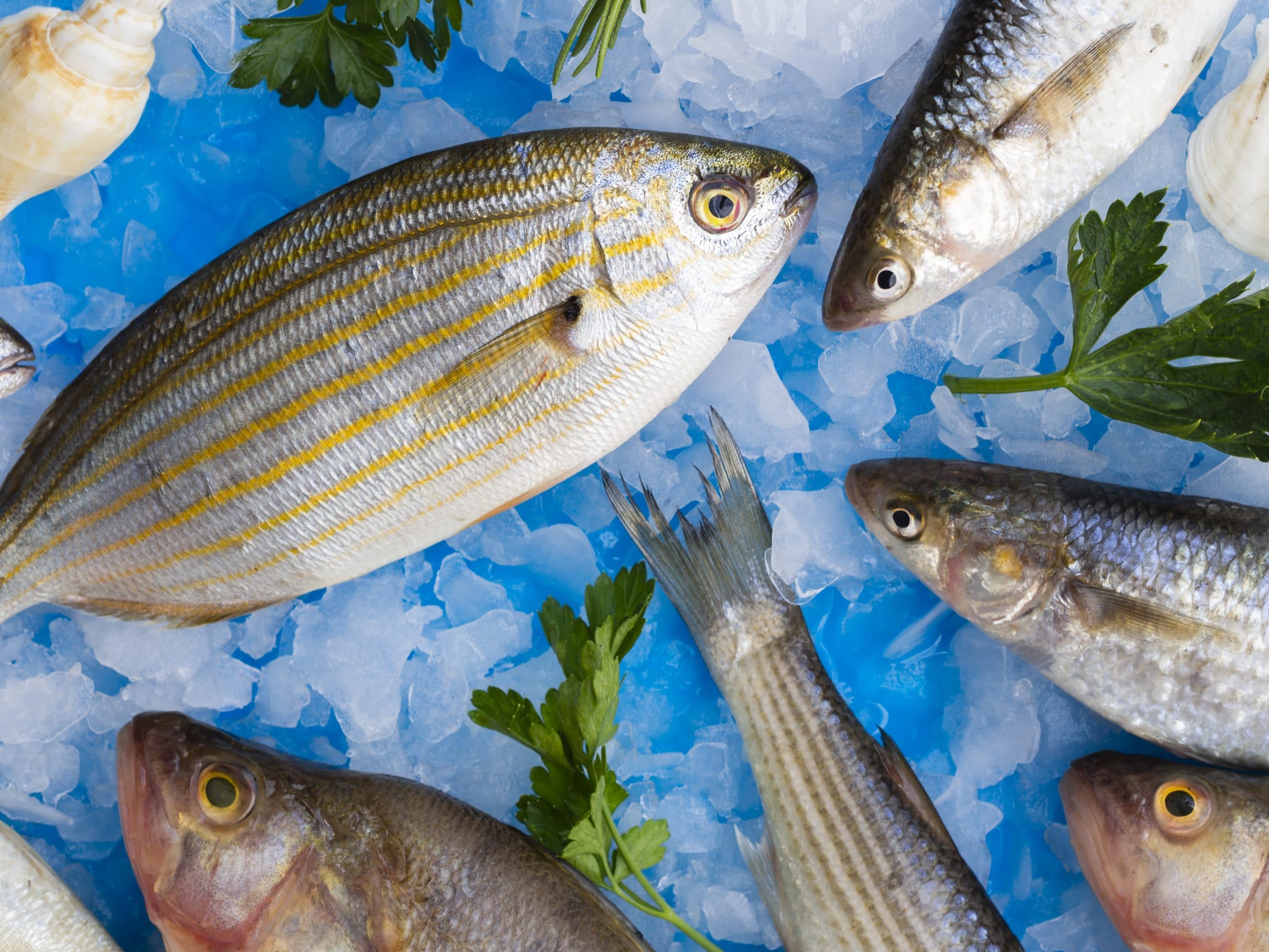 Sélection de poissons africains